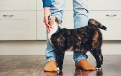 The ultimate guide to help you choose the best cat food
