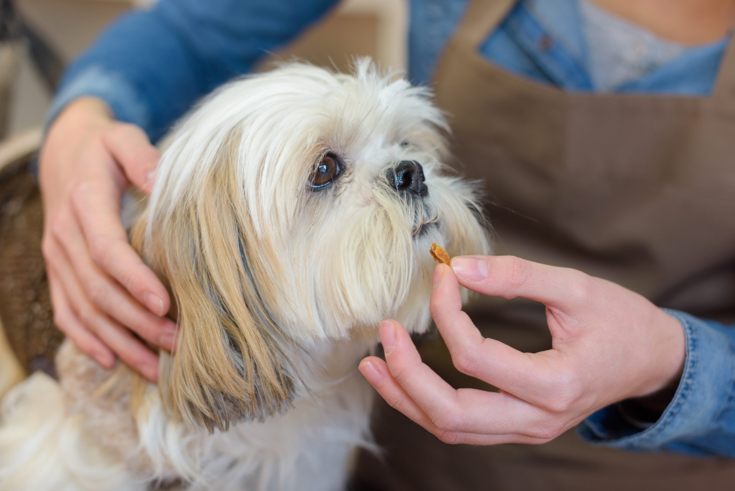 Woman,Offering,Tablet,To,Dog
