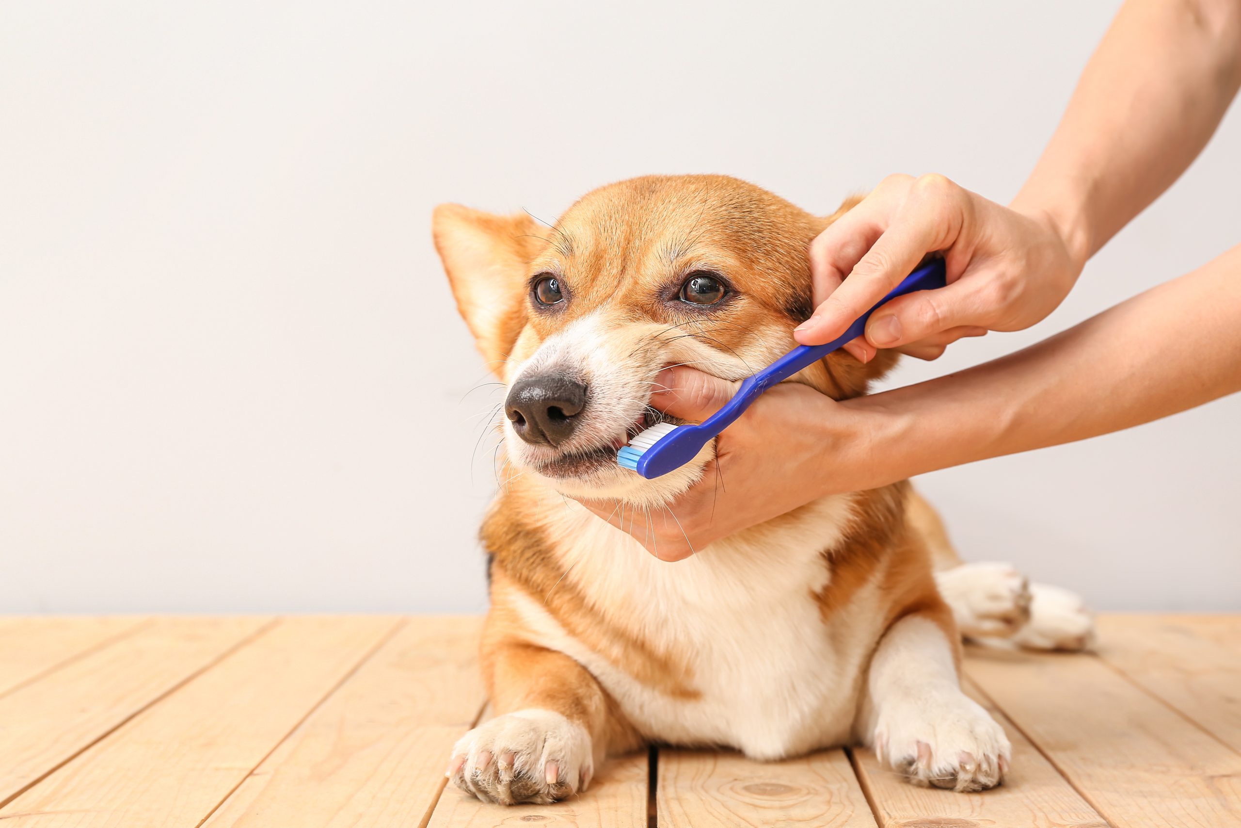 Owner,Brushing,Teeth,Of,Cute,Dog,On,Light,Background