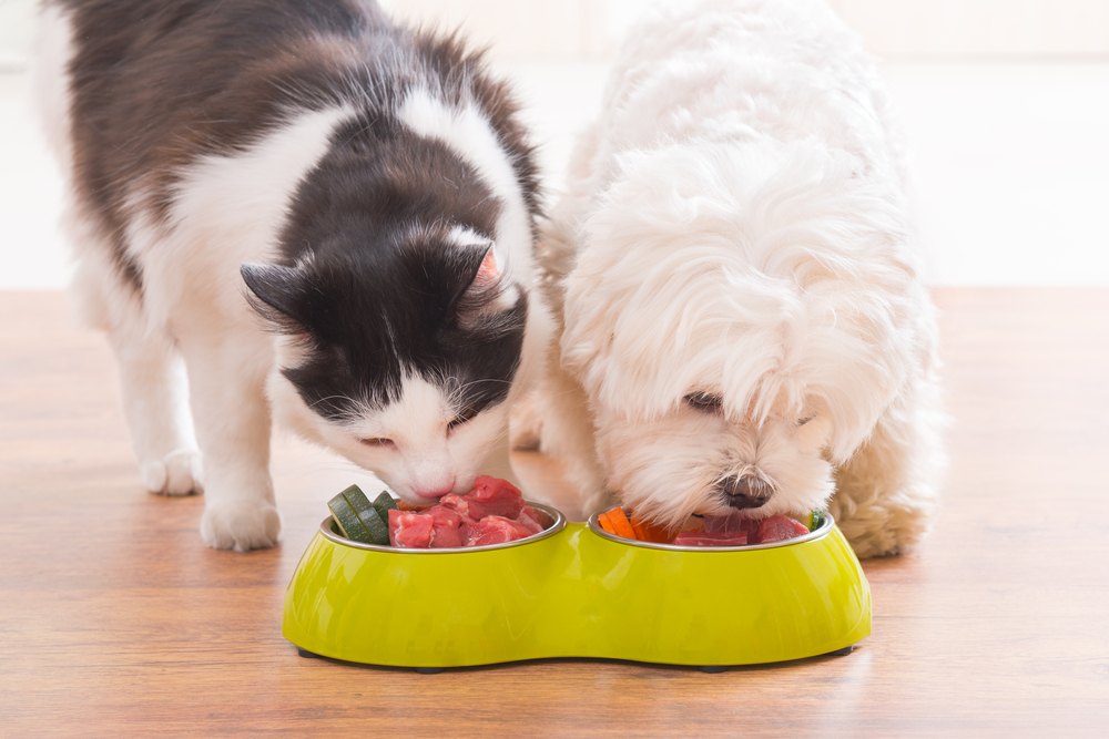 Little,Dog,Maltese,And,Black,And,White,Cat,Eating,Natural,